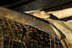 Gekko gecko