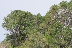 Harpephyllum caffrum