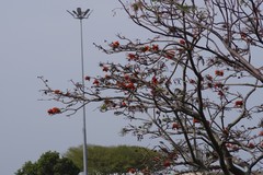 Erythrina caffra