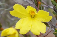 Hibbertia andrewsiana