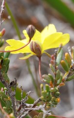 Hibbertia andrewsiana