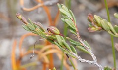Hibbertia andrewsiana