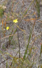 Hibbertia andrewsiana