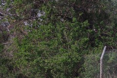 Cestrum laevigatum