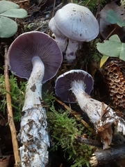 Cortinarius camphoratus
