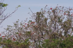 Erythrina caffra