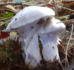 Cortinarius camphoratus