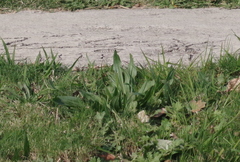 Plantago lanceolata