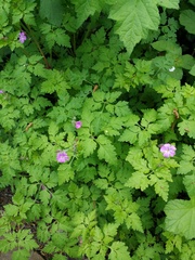 Geranium robertianum