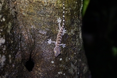 Gekko gecko