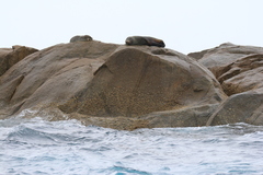 Arctocephalus tropicalis