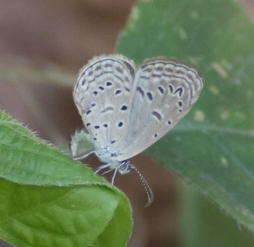 Tiny Grass Blue
