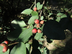 Cotoneaster neoantoninae