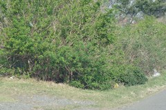 Cestrum laevigatum
