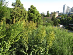 Rumex thianschanicus
