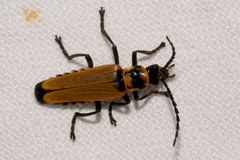 Chauliognathus flavipennis