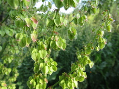 Rumex thianschanicus