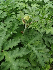 Heracleum sphondylium