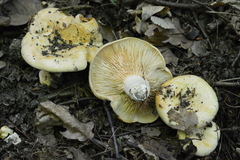 Lactarius acerrimus