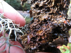 Lasionectria lecanodes