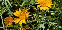 Wyethia angustifolia