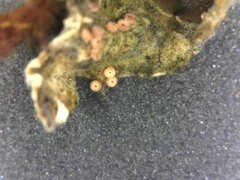 Lasionectria lecanodes