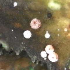 Lasionectria lecanodes