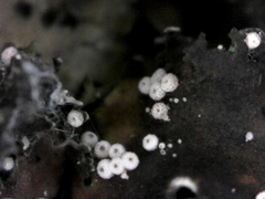 Lasionectria lecanodes