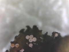 Lasionectria lecanodes