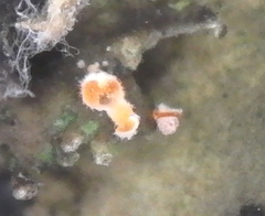 Lasionectria lecanodes