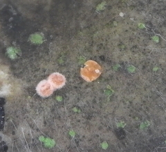 Lasionectria lecanodes