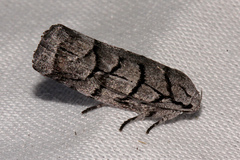 Lichenaula onychodes