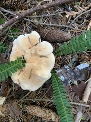 Hydnum oregonense