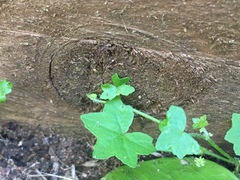 Hydrocotyle acutiloba