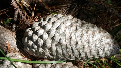 Knobcone × Monterey Pine