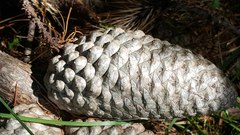 Pinus × attenuradiata