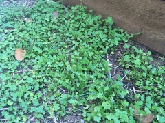 Hydrocotyle acutiloba