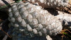 Pinus × attenuradiata