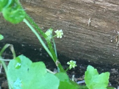 Hydrocotyle acutiloba