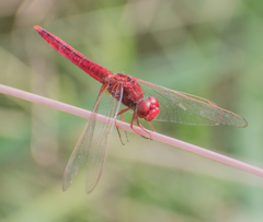 Crocothemis servilia