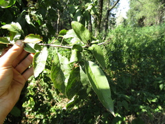 Malus sieversii