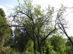 Malus sieversii