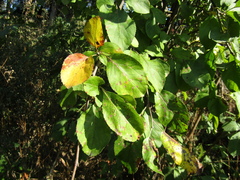 Malus sieversii