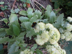 Hylotelephium maximum maximum