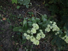 Hylotelephium maximum maximum