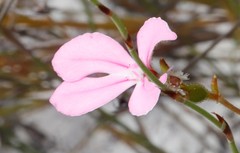 Stylidium macranthum