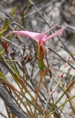 Stylidium macranthum