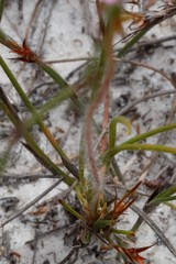 Stylidium macranthum