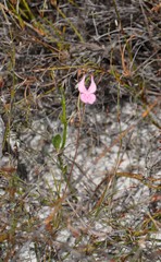 Stylidium macranthum