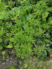Galium aparine